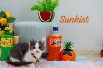 Sunkist -  Domestic Short Hair Cat for Adoption in Sevierville, Tennessee - Sunkist | PetCurious