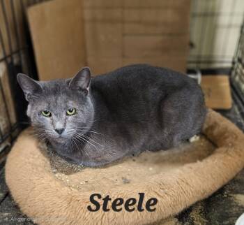 Steele -  Domestic Short Hair Cat for Adoption in Fountain Hill, Pennsylvania - Steele | PetCurious