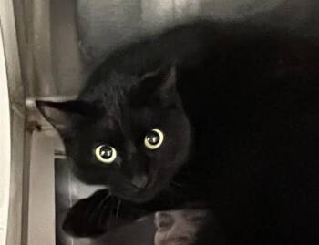 Domestic Short Hair Cats Available for Adoption - A650286 | PetCurious