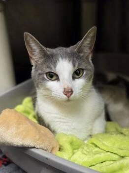 Trundle -  Domestic Short Hair Cat for Adoption in Westland, Michigan - Trundle | PetCurious
