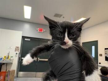 A1918969 -  Domestic Short Hair Cat for Adoption in Thousand Palms, California - A1918969 | PetCurious