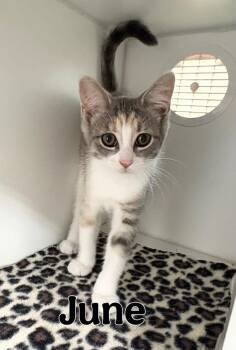 June -  Domestic Short Hair Cat for Adoption in Rochester, Indiana - June | PetCurious