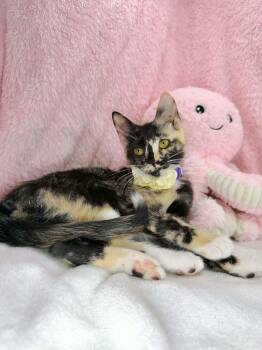 Chiffon -  Calico Cat for Adoption in Tavares, Florida - Chiffon | PetCurious