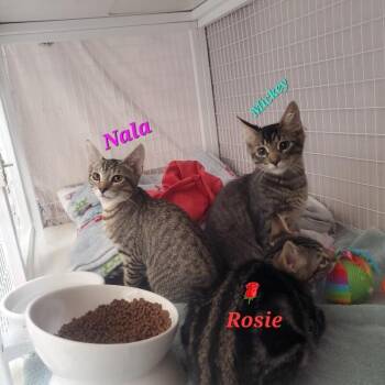 Nala (Nosey) -  Tabby Cat for Adoption in Diamond Springs, California - Nala (Nosey) | PetCurious