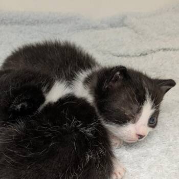 Galaxy -  Domestic Short Hair Cat for Adoption in Philadelphia, Pennsylvania - Galaxy | PetCurious