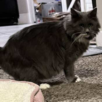 Grizzy -  Domestic Long Hair Cat for Adoption in Grantsville, Utah - Grizzy | PetCurious