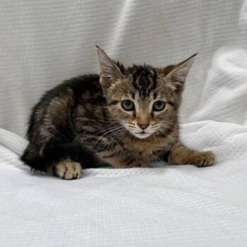 Broomstick -  Domestic Short Hair Cat for Adoption in Long Beach, California - Broomstick | PetCurious