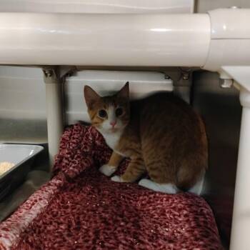 Pomelo -  Domestic Short Hair Cat for Adoption in Wilmington, Delaware - Pomelo | PetCurious