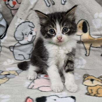 Domestic Short Hair Cats Available for Adoption in Pasadena, California - Poncho | PetCurious