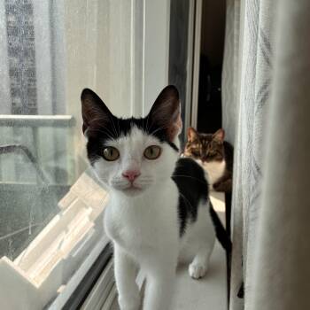 Lollapalooza-Must be adopted as a buddy cat -  Domestic Short Hair Cat for Adoption in Toronto, Ontario - Lollapalooza-Must Be Adopted As A Buddy Cat | PetCurious