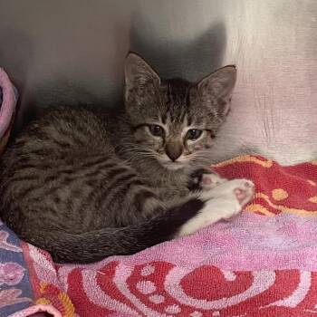 Cha Cha -  Domestic Short Hair Cat for Adoption in Hawthorne, California - Cha Cha | PetCurious