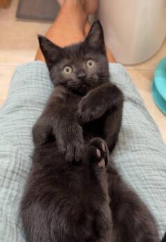 Moby -  Domestic Short Hair Cat for Adoption in Orlando, Florida - Moby | PetCurious
