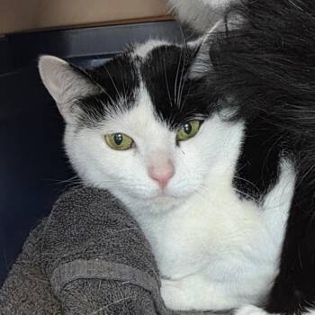 Mishka-Fee Waived -  Domestic Short Hair Cat for Adoption in Brimfield, Massachusetts - Mishka-Fee Waived | PetCurious
