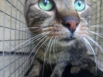 Domestic Short Hair Cats Available for Adoption in Fort Lauderdale, Florida - MR LOVER | PetCurious