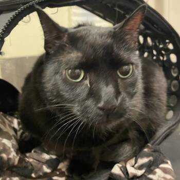 Obsidian -  Domestic Short Hair Cat for Adoption in Chicago, Illinois - Obsidian | PetCurious