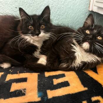Rescue Domestic Long Hair Cats for Adoption in Hemet, California - Barcode | PetCurious