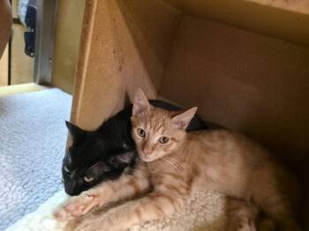 Langston (FCID# 08/10/2026 - 36 Glen Mills PS) -  Domestic Short Hair Cat for Adoption in Greenville, Delaware - Langston (FCID# 08/10/2026 - 36 Glen Mills PS) | PetCurious