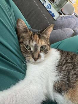 Calico and Domestic Short Hair Cats Available for Adoption in Deltona, Florida - Mars | PetCurious