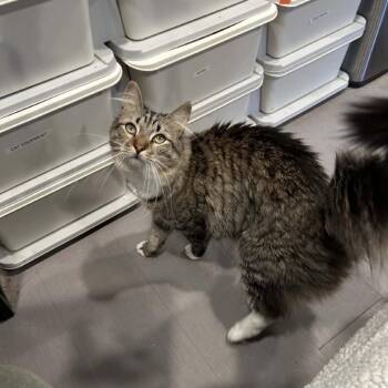 Domestic Medium Hair Cats Available for Adoption in South Riding, Virginia - Berry | PetCurious