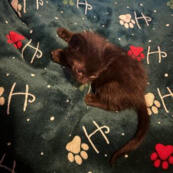 Willy Nilly -  Domestic Short Hair Cat for Adoption in Los Angeles, California - Willy Nilly | PetCurious
