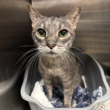 Tiger -  Domestic Short Hair Cat for Adoption in Morgan Hill, California - Tiger | PetCurious
