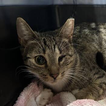 Wonky -  Domestic Short Hair Cat for Adoption in Oyster Bay, New York - Wonky | PetCurious