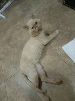 Rescue Persian Cats for Adoption in Herndon, Virginia - Squish | PetCurious