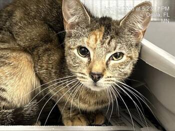 Domestic Short Hair Cats Available for Adoption in Ocala, Florida - A380510 | PetCurious