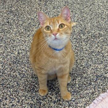 Carrot -  Domestic Short Hair Cat for Adoption in Fairport, New York - Carrot | PetCurious