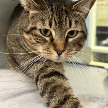 Domestic Short Hair Cats Available for Adoption in Richmond, Virginia - Dee Dee | PetCurious