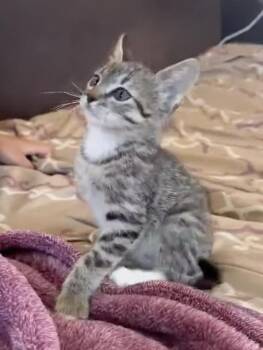Marti -  Domestic Short Hair Cat for Adoption in Mission Viejo, California - Marti | PetCurious