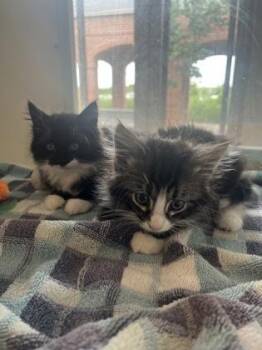 Mikey Meows -  Domestic Medium Hair and Domestic Short Hair Cat for Adoption in Fairfax, Virginia - Mikey Meows | PetCurious