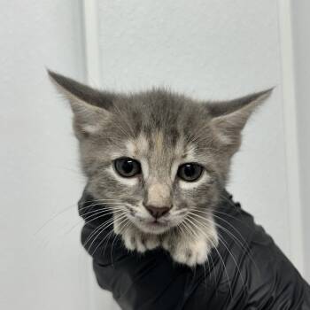 Imani -  Domestic Short Hair Cat for Adoption in Abilene, Texas - Imani | PetCurious