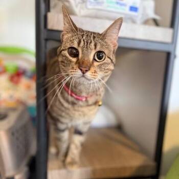 June Bug Whiskerpaws -  Tabby and Domestic Short Hair Cat for Adoption in Friendswood, Texas - June Bug Whiskerpaws | PetCurious