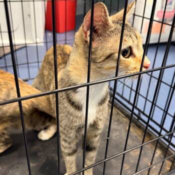 Crabapple -  Domestic Short Hair Cat for Adoption in Greensboro, North Carolina - Crabapple | PetCurious