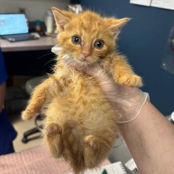 Dunkin -  Domestic Short Hair Cat for Adoption in Newark, New Jersey - Dunkin | PetCurious