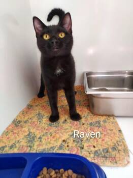 Raven -  Domestic Short Hair Cat for Adoption in Pine Grove, Pennsylvania - Raven | PetCurious