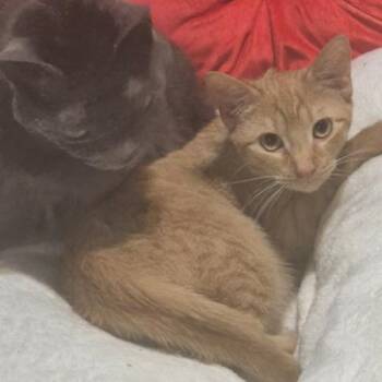 Benny -  Domestic Short Hair Cat for Adoption in Tampa, Florida - Benny | PetCurious