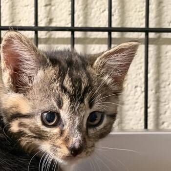 Porthos -  Domestic Short Hair Cat for Adoption in Columbus, North Carolina - Porthos | PetCurious