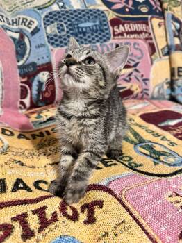 Mono -  Domestic Short Hair Cat for Adoption in Fresno, California - Mono | PetCurious