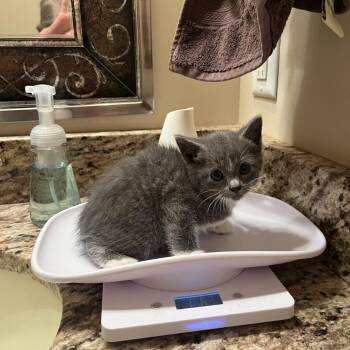 Domestic Short Hair Cats Available for Adoption in Normal, Illinois - Janet | PetCurious