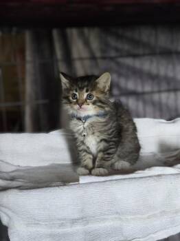 Domestic Long Hair and Ragamuffin Cats Available for Adoption in Pacifica, California - Twilight Sparkle | PetCurious