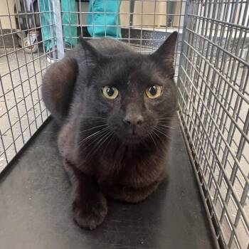 Domestic Short Hair Cats Available for Adoption in Columbiana, Alabama - Feral Crest | PetCurious