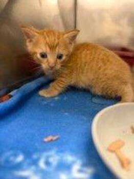 Curlie -  Domestic Short Hair Cat for Adoption in Raleigh, North Carolina - Curlie | PetCurious