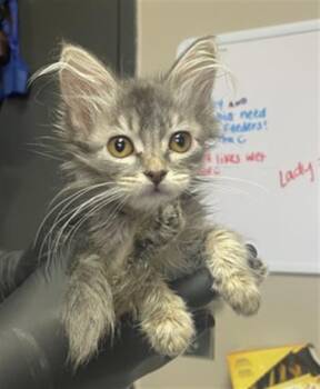 JO- IN FOSTER -  Domestic Long Hair Cat for Adoption in Redlands, California - JO- IN FOSTER | PetCurious