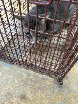 Kolba -  Domestic Short Hair Cat for Adoption in Brownwood, Texas - Kolba | PetCurious