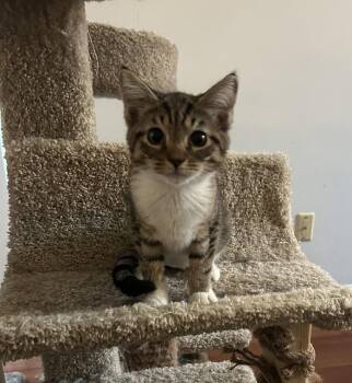 Lana -  Tabby and Domestic Short Hair Cat for Adoption in Columbia, South Carolina - Lana | PetCurious