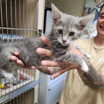 Rescue Tabby and Domestic Medium Hair Cats for Adoption in Clarksville, Virginia - Christine | PetCurious