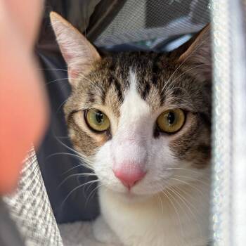 Domestic Short Hair Cats Available for Adoption in Lake Jackson, Texas - Cisco | PetCurious