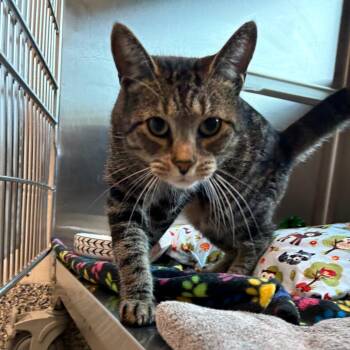 Layla -  Domestic Short Hair Cat for Adoption in Fairport, New York - Layla | PetCurious